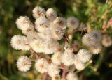 Erigeron acris