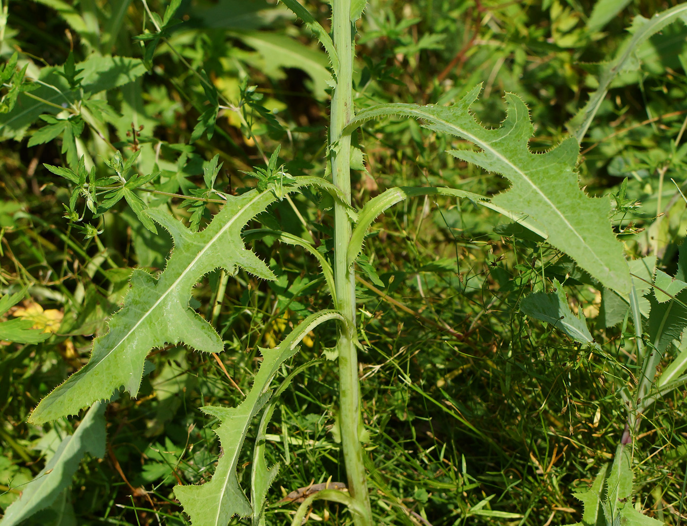 Image of Sonchus arvensis ssp. uliginosus specimen.