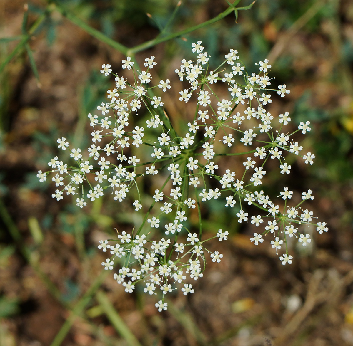 Image of Falcaria vulgaris specimen.