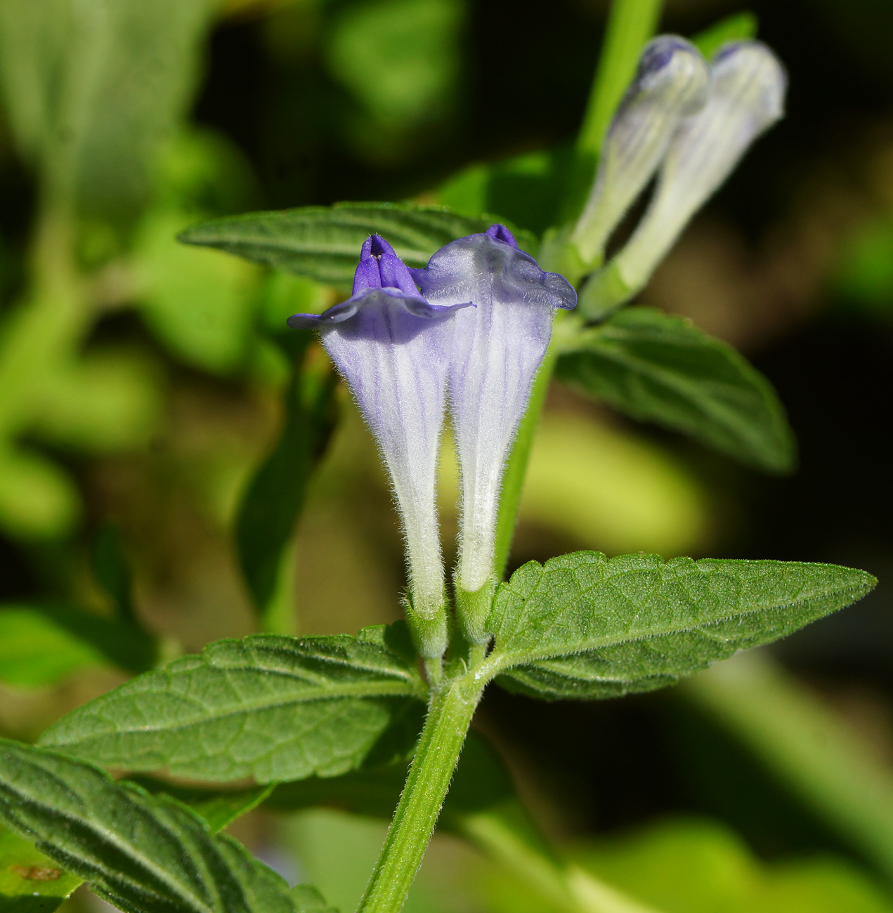 Image of Scutellaria galericulata specimen.