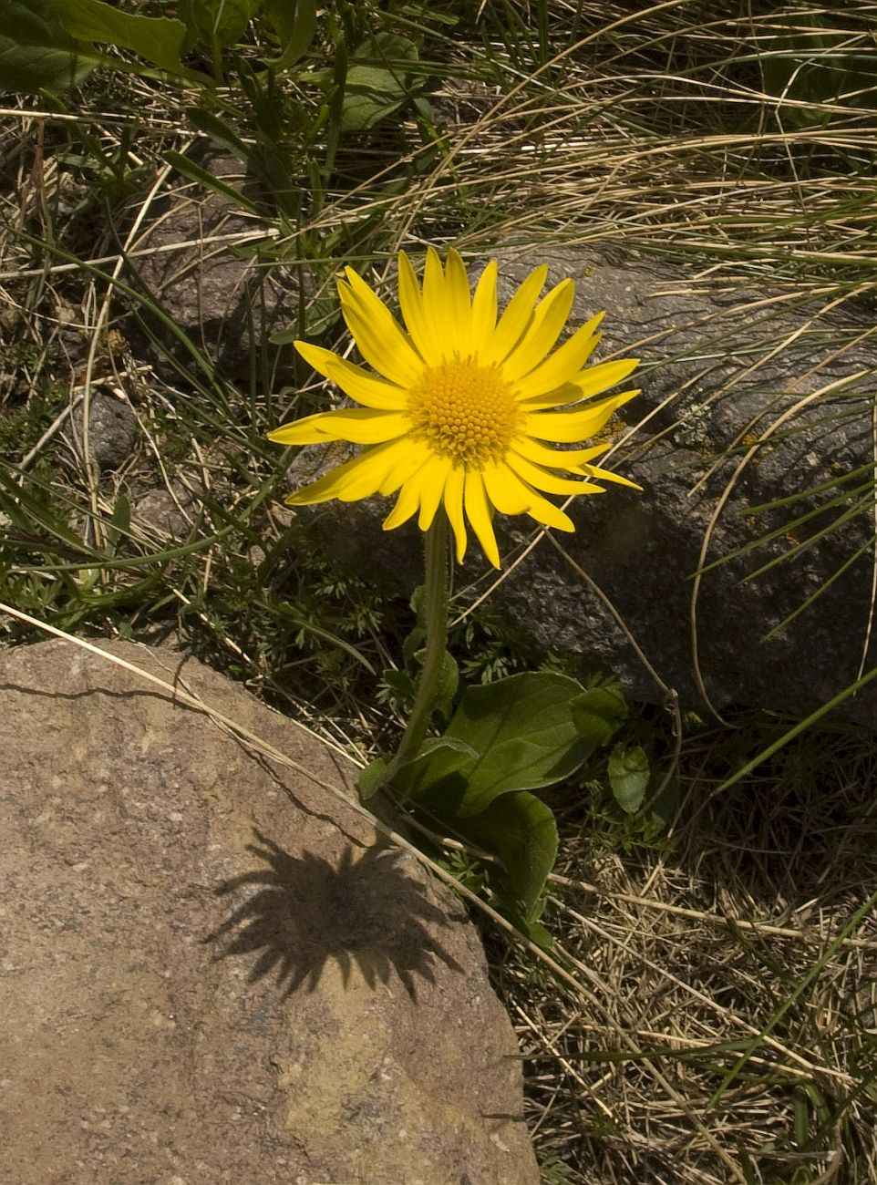 Изображение особи Doronicum oblongifolium.