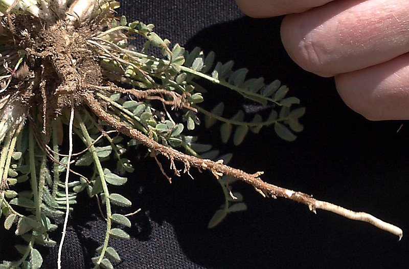 Image of Astragalus humilis specimen.