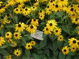 Rudbeckia fulgida разновидность sullivantii. Цветущее растение. Волгоград, Ботсад ВГСПУ, в культуре. 25.07.2016.