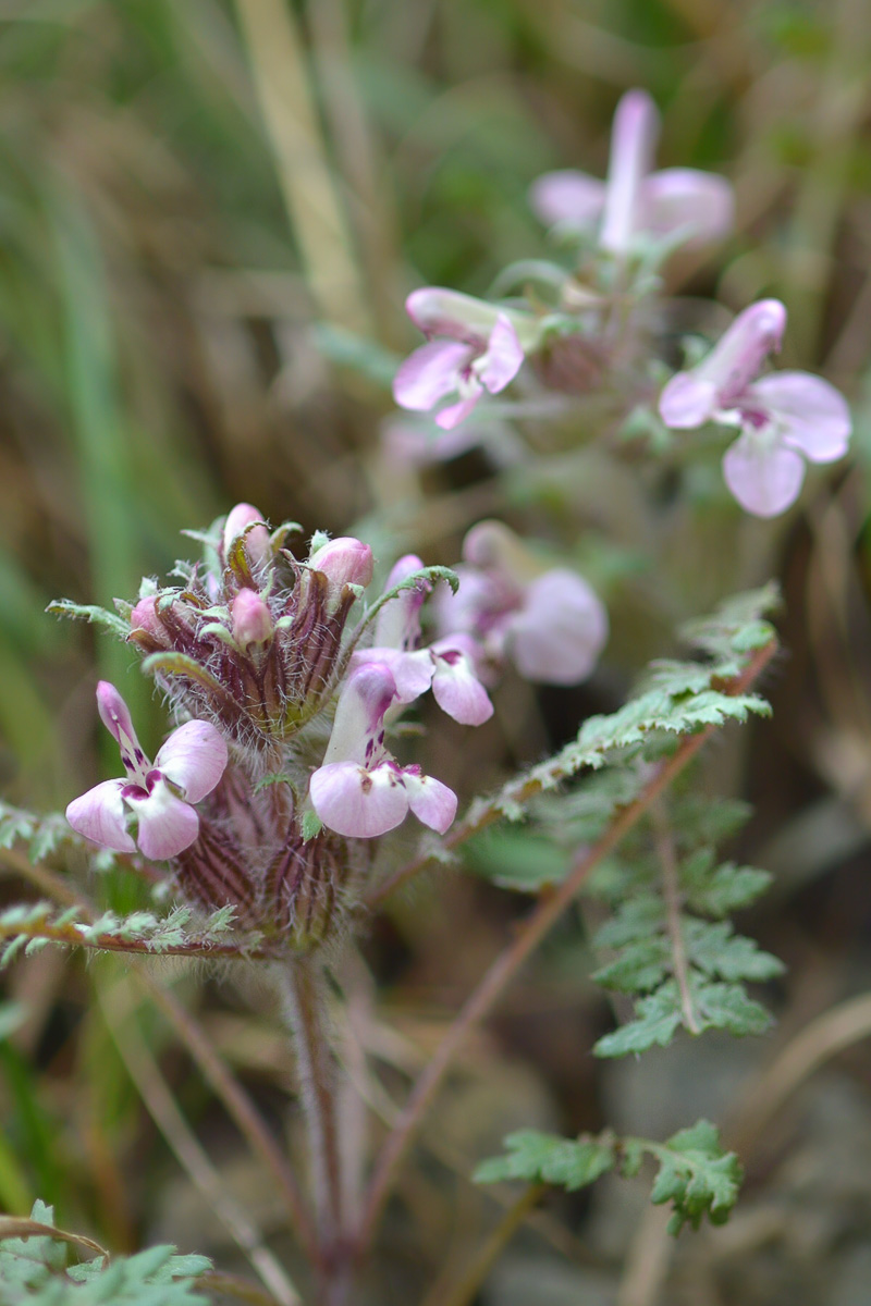 Изображение особи Pedicularis semenowii.