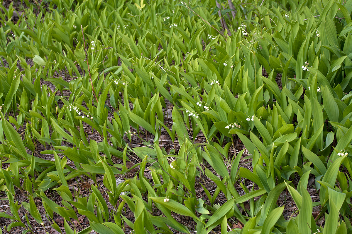 Изображение особи Convallaria majalis.