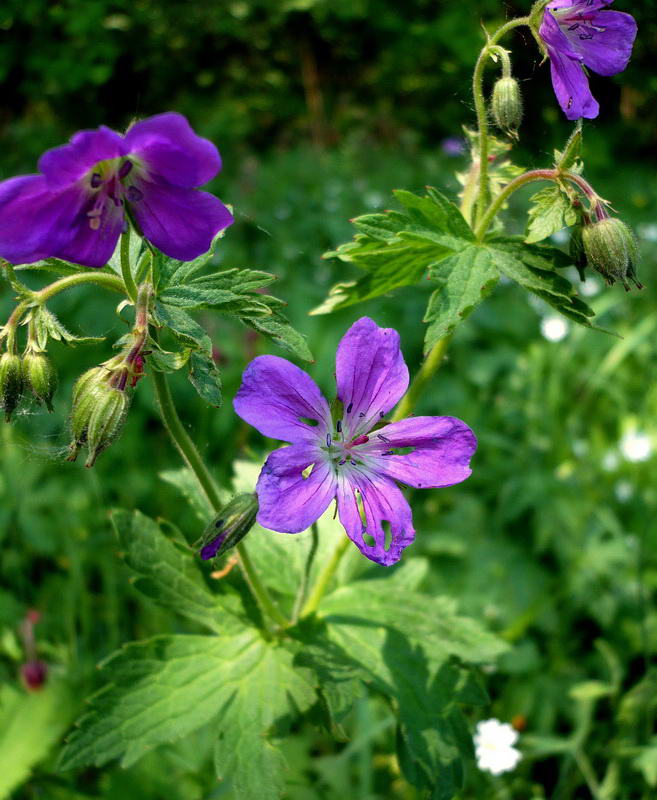 Image of Geranium sylvaticum specimen.