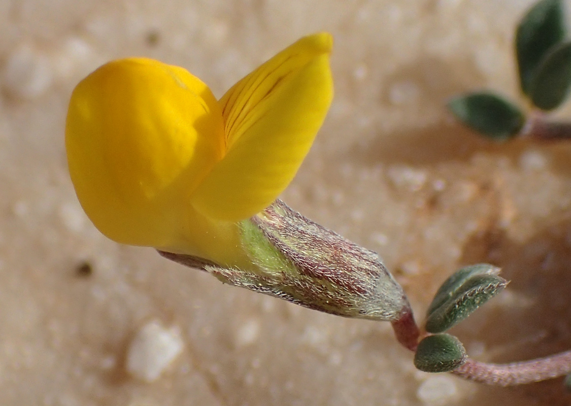 Image of Lotus halophilus specimen.