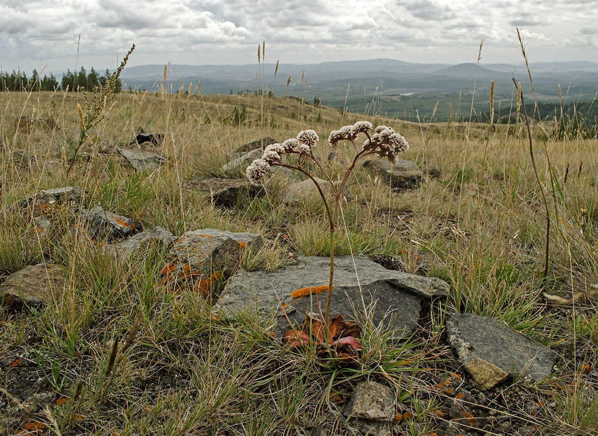 Image of Goniolimon speciosum specimen.