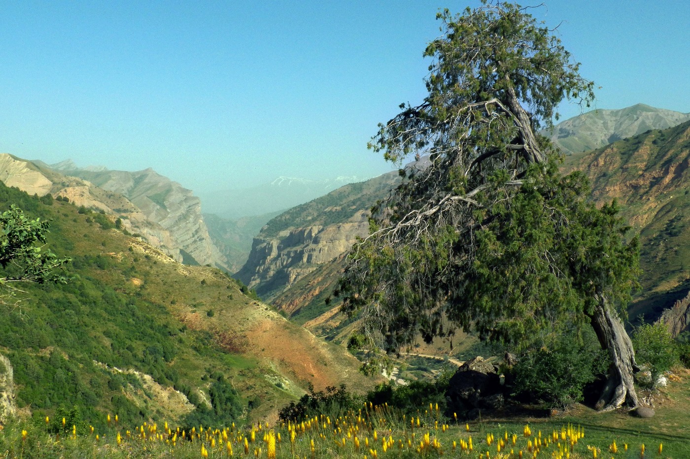 Изображение особи Juniperus semiglobosa.