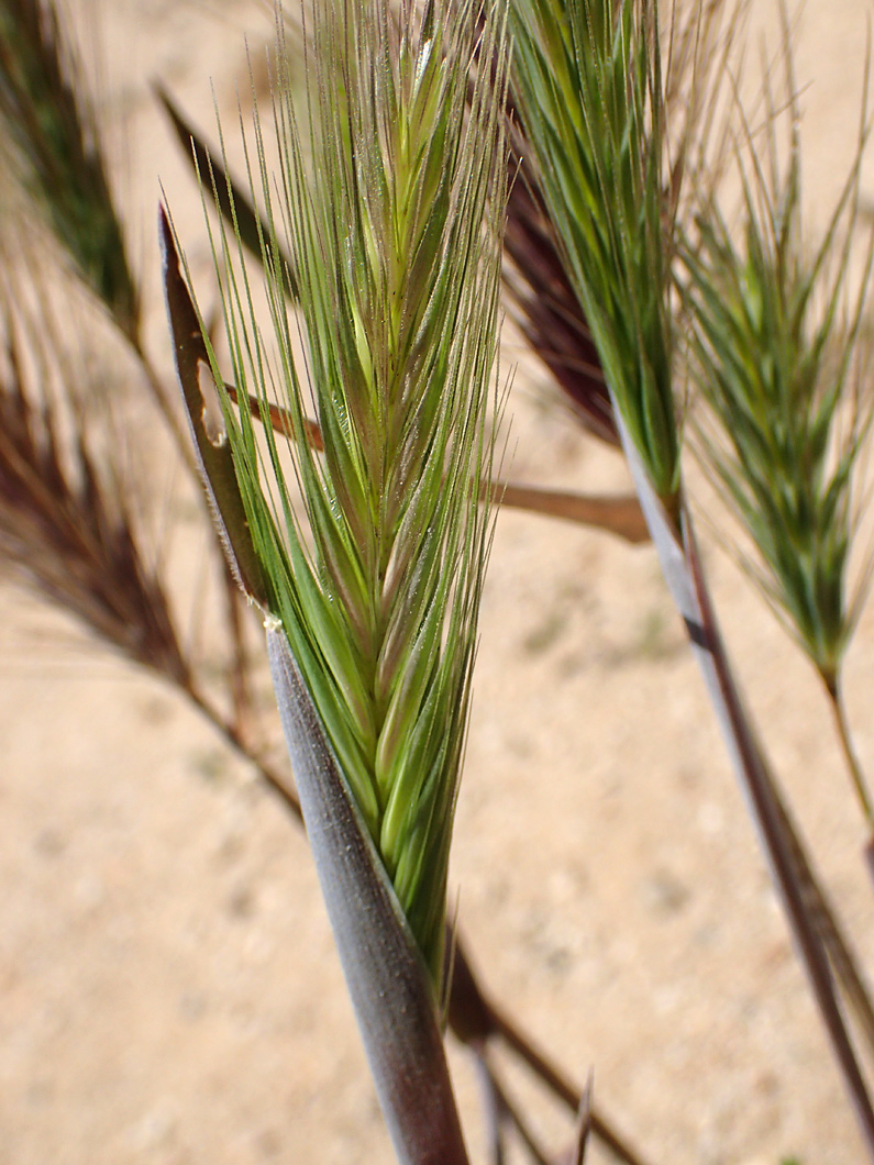 Image of Hordeum leporinum specimen.