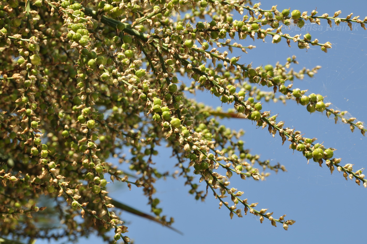 Изображение особи Cordyline australis.