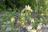 Смотреть изображение Aquilegia ganboldii