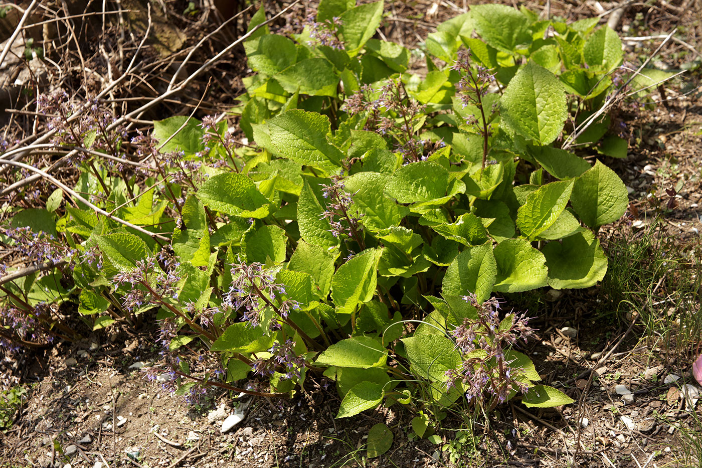 Изображение особи Trachystemon orientalis.