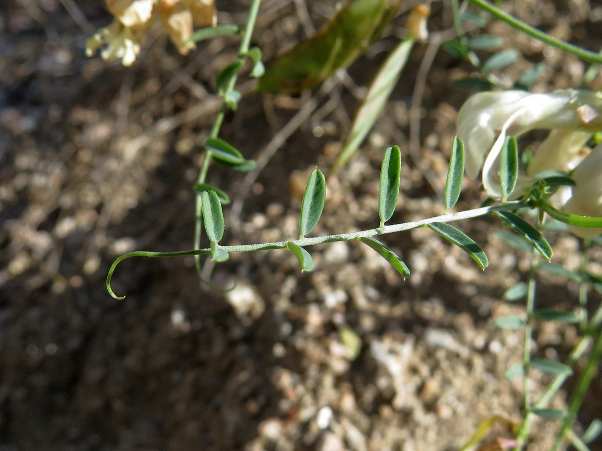 Image of Vicia costata specimen.