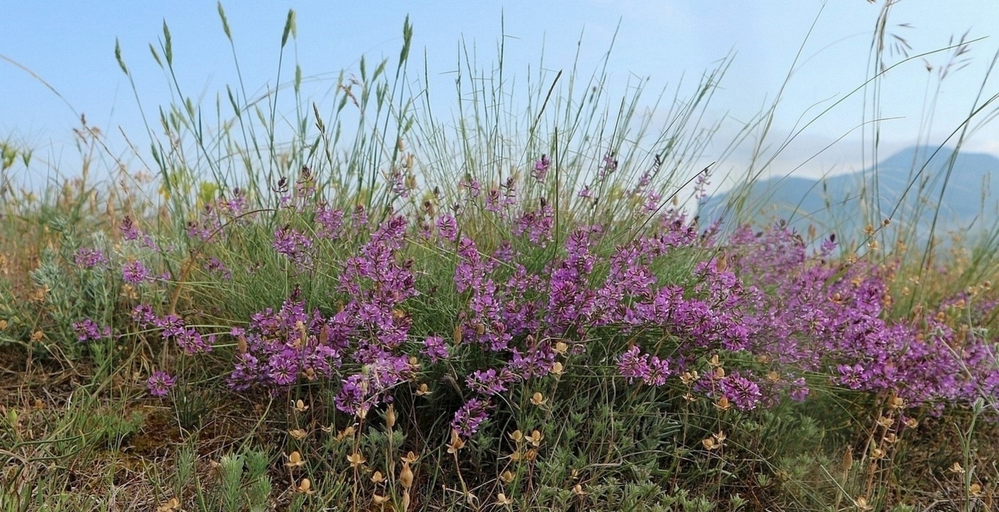 Image of Astragalus tauricus specimen.