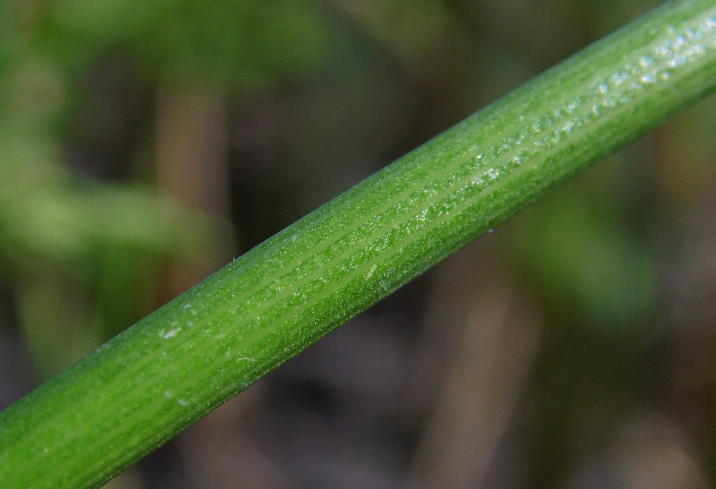 Image of Petroselinum crispum specimen.