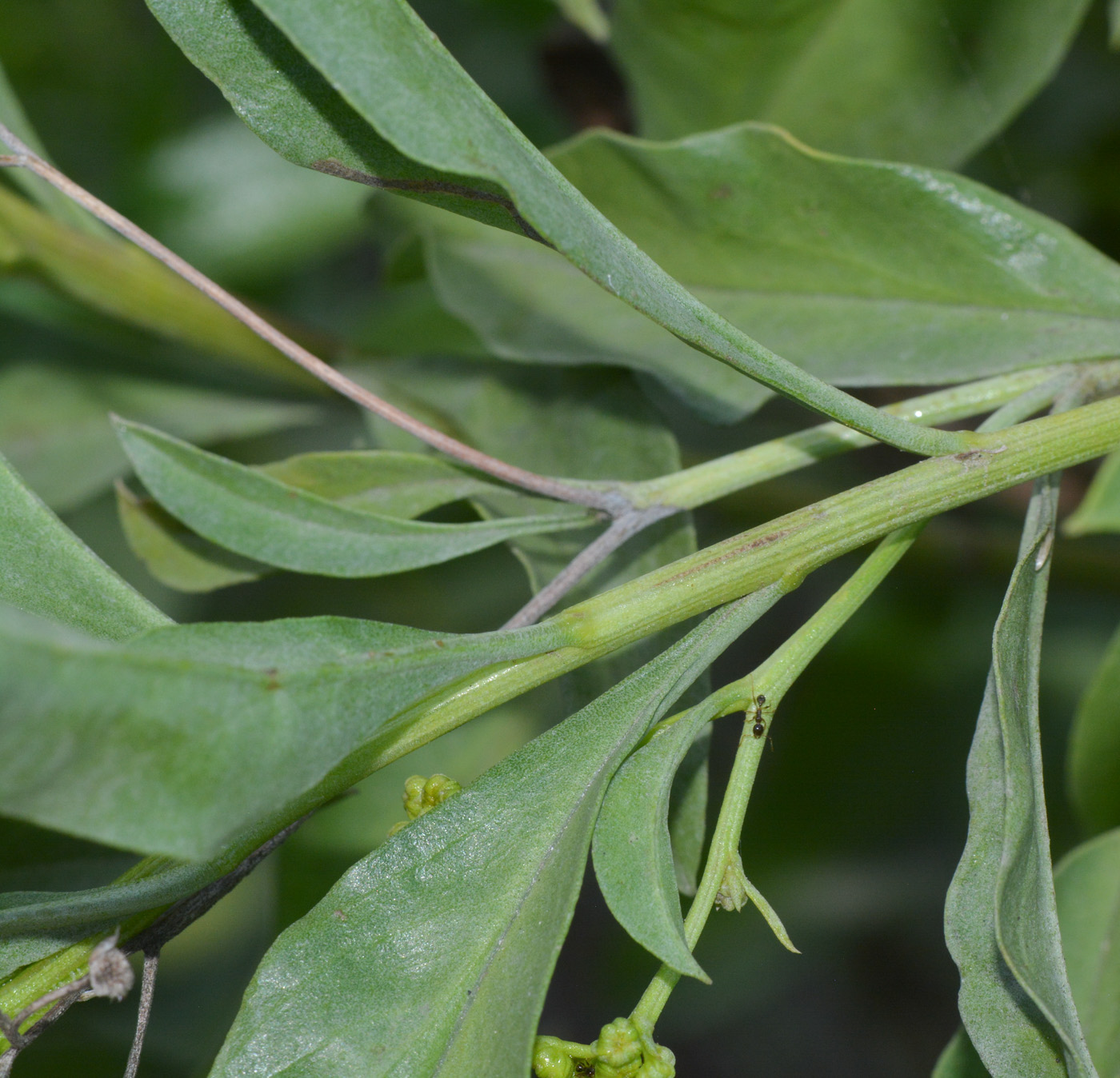 Image of familia Asteraceae specimen.