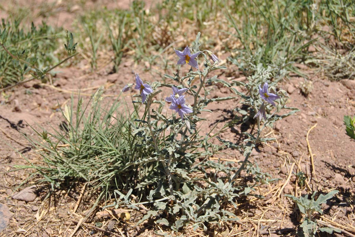 Изображение особи Solanum elaeagnifolium.