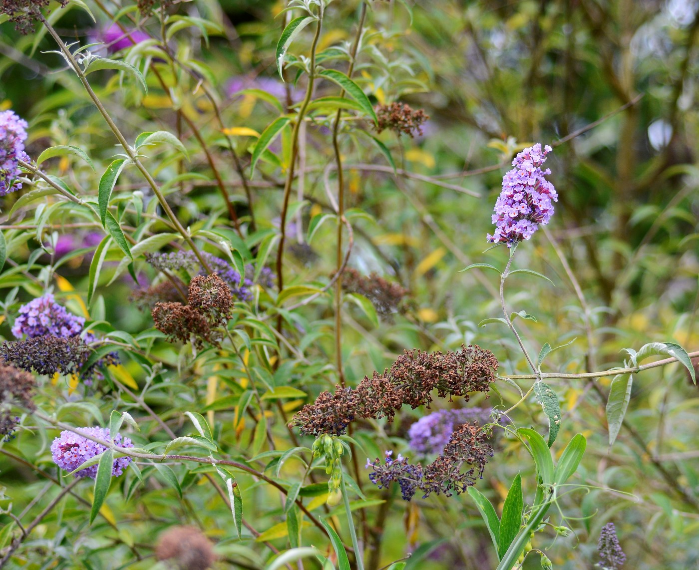 Image of Buddleja davidii specimen.