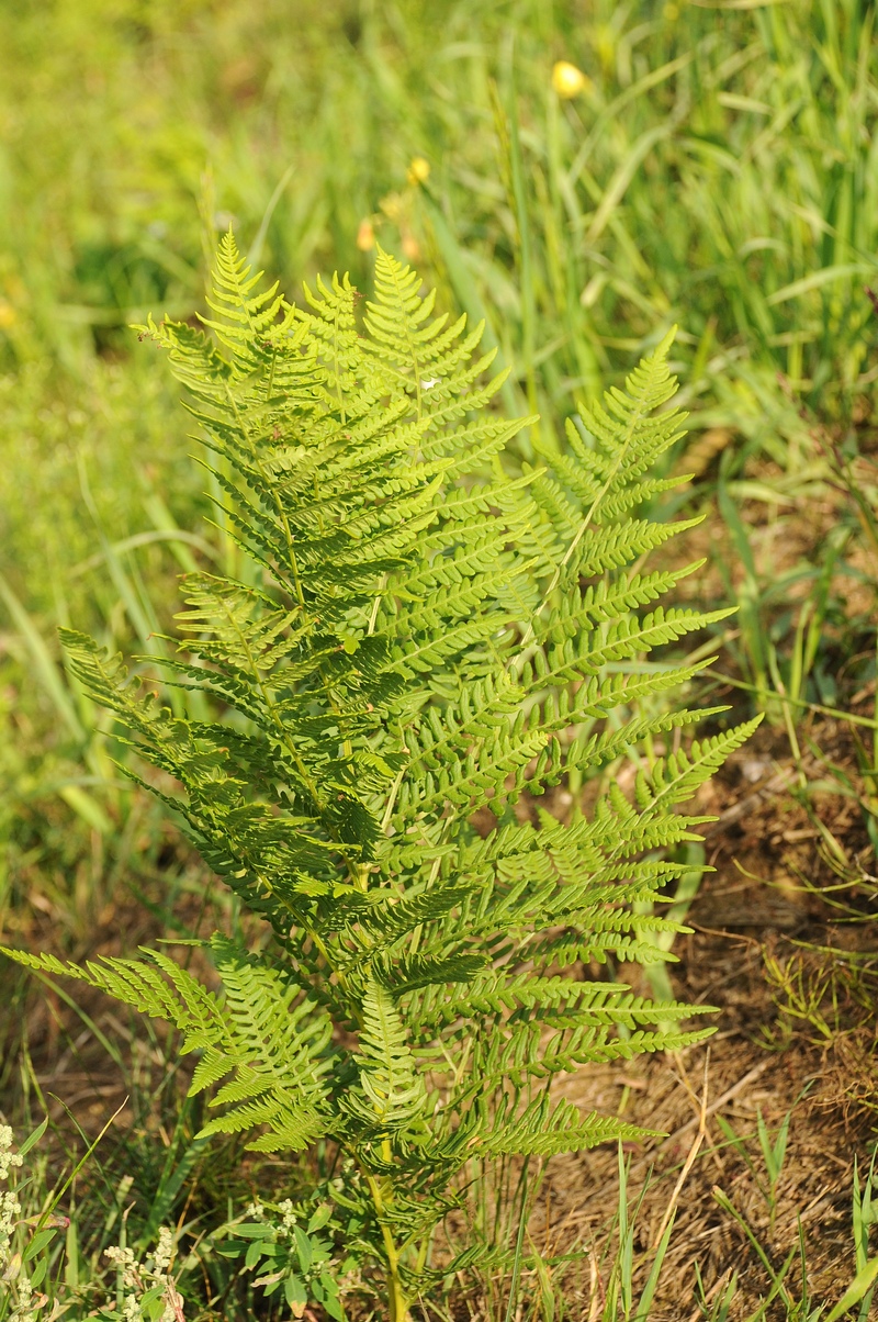 Image of Pteridium pinetorum specimen.