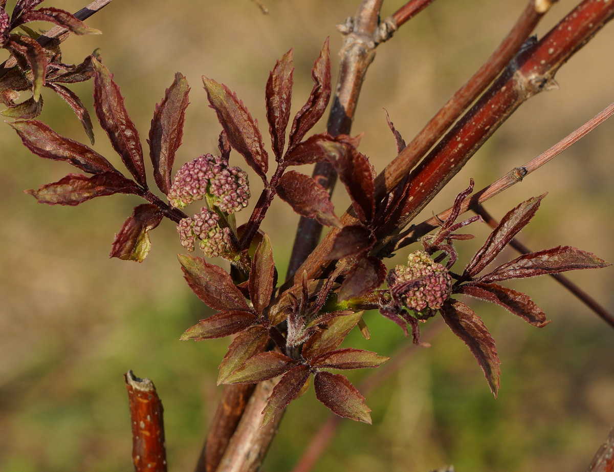 Image of Sambucus racemosa specimen.