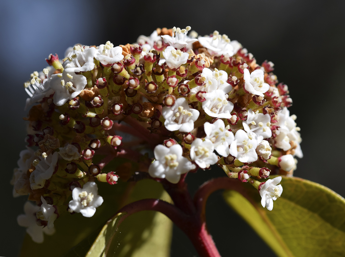 Изображение особи Viburnum tinus.