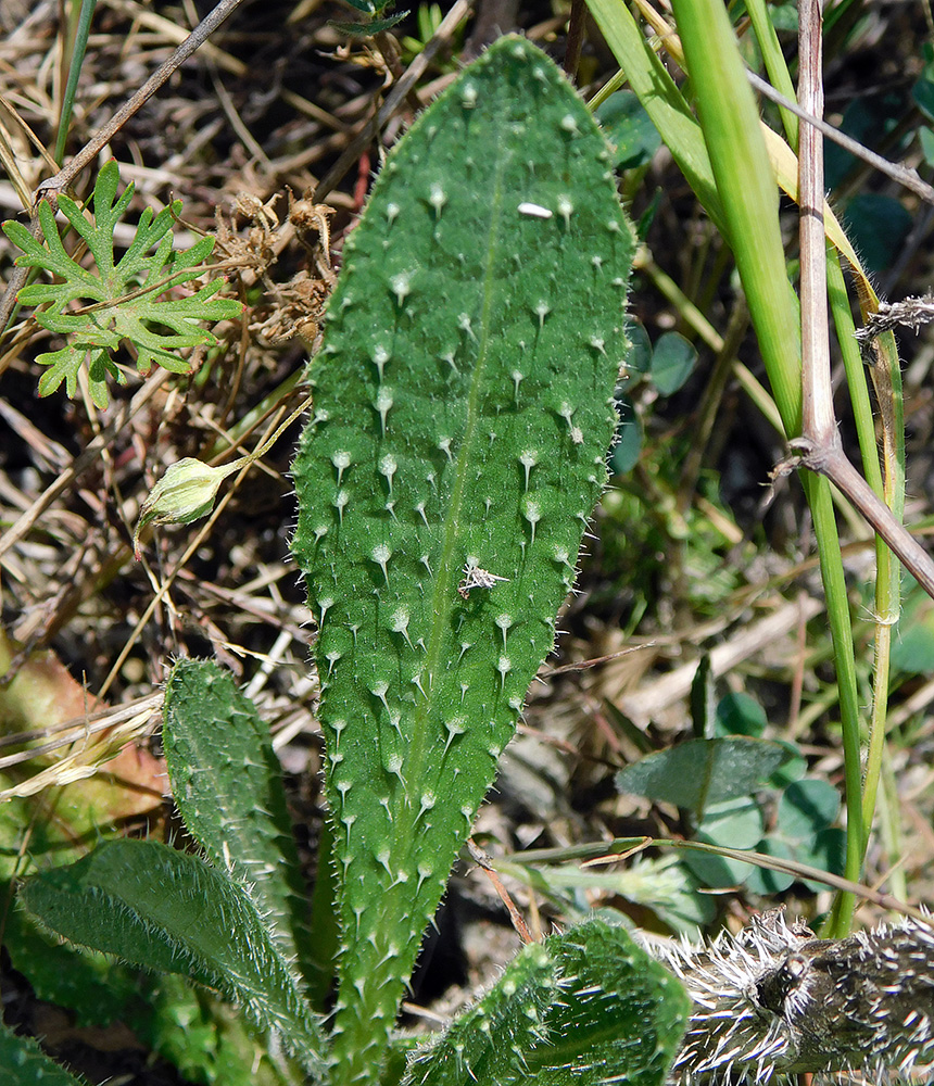 Image of Helminthotheca echioides specimen.