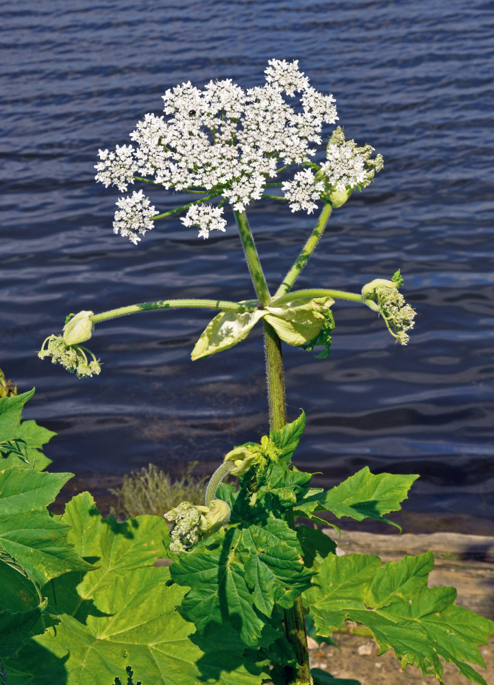 Image of Heracleum sosnowskyi specimen.