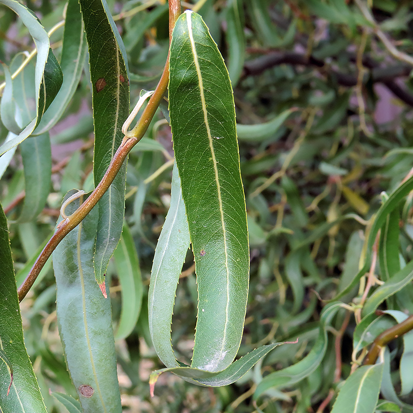Изображение особи Salix matsudana.