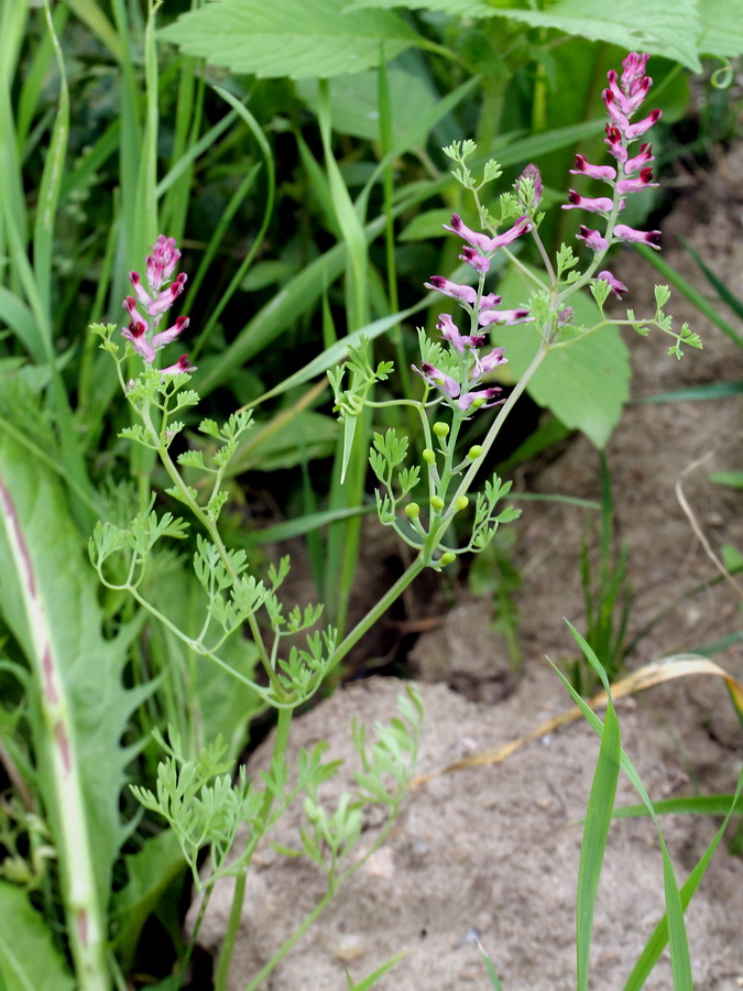 Изображение особи Fumaria officinalis.