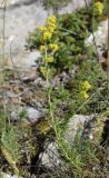 Galium verum