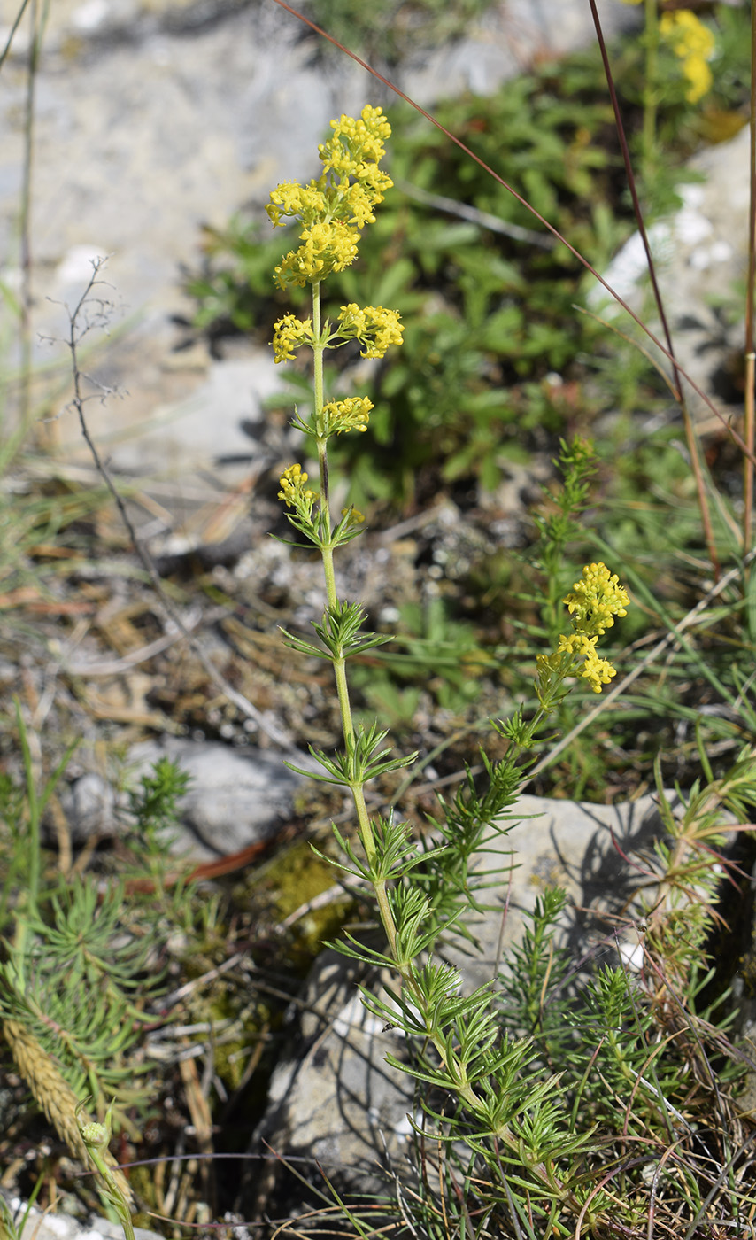 Изображение особи Galium verum.