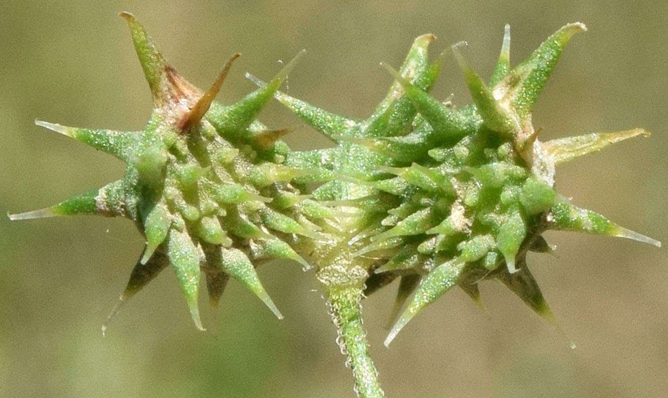 Image of Ranunculus arvensis specimen.