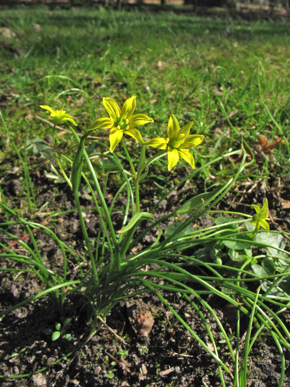 Image of Gagea spathacea specimen.