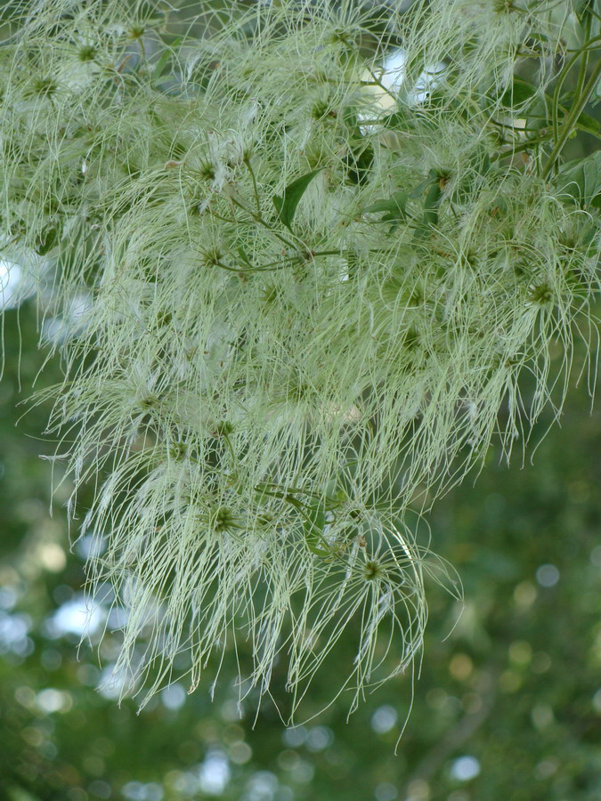 Изображение особи Clematis orientalis.