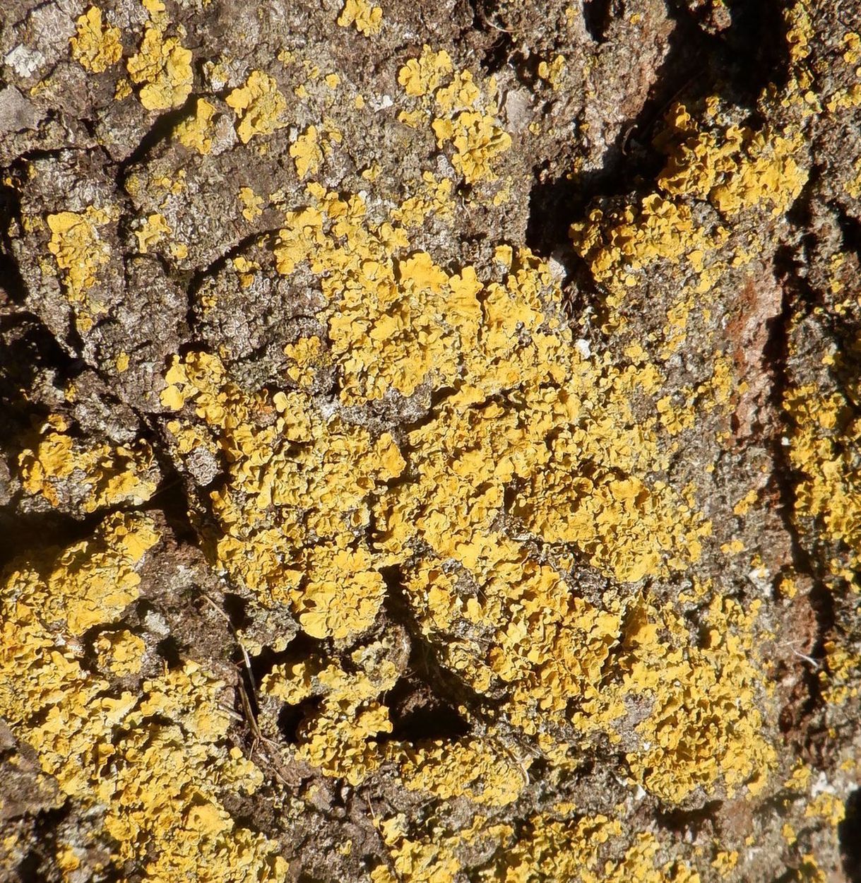 Image of Xanthoria parietina specimen.