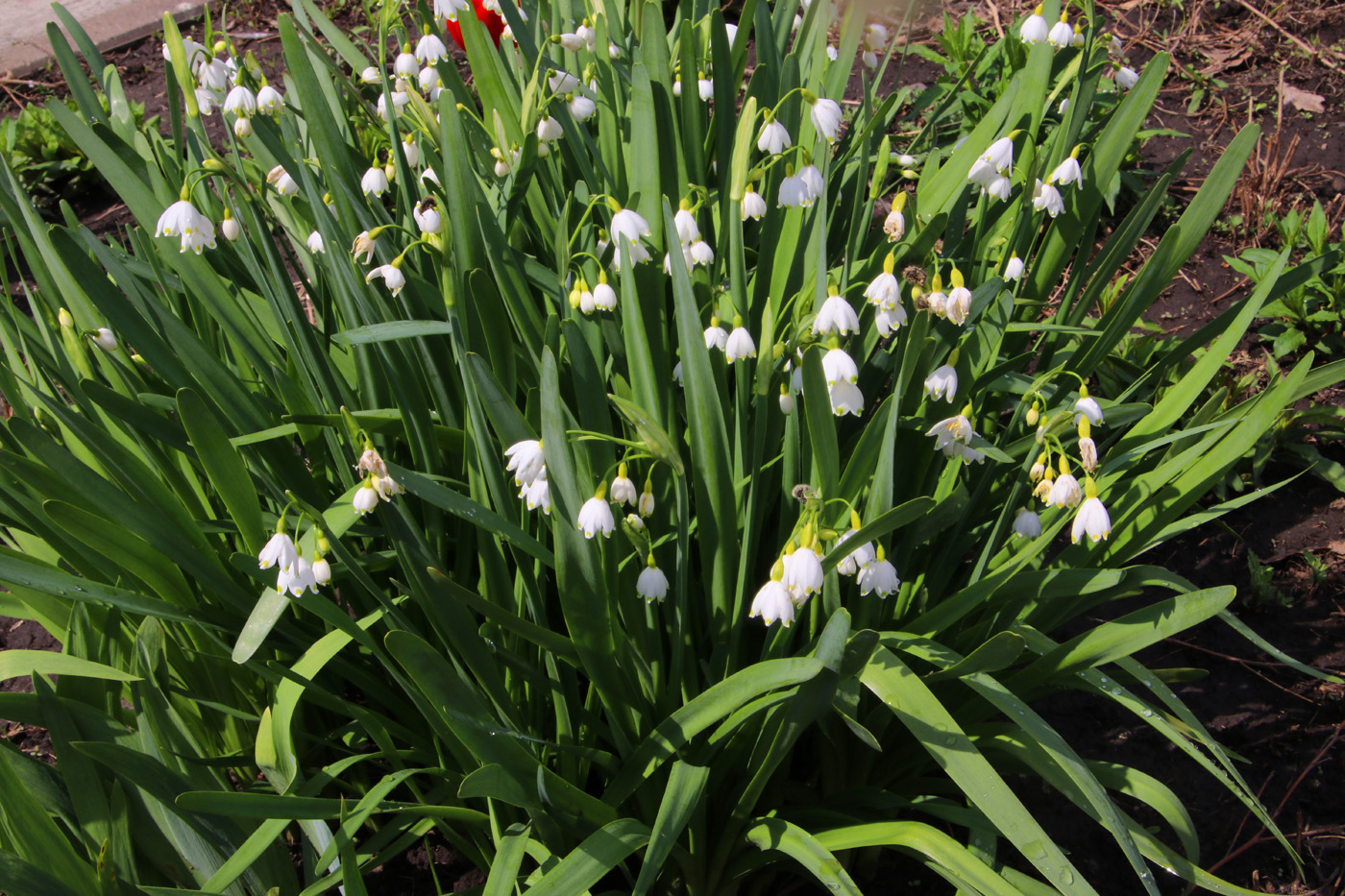 Image of Leucojum aestivum specimen.