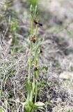 Ophrys &times; aghemanii