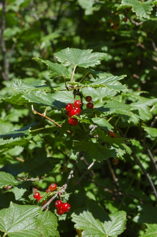 Изображение особи Ribes atropurpureum.