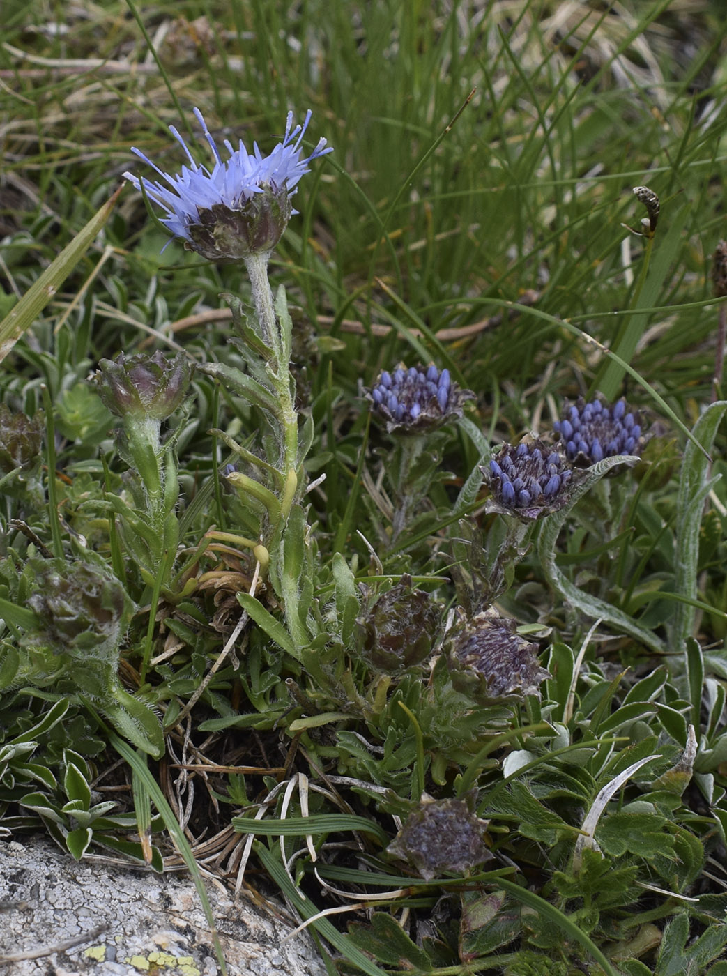 Image of Jasione crispa specimen.