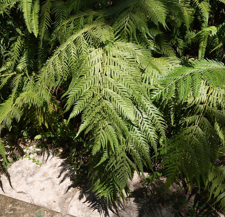 Image of Woodwardia prolifera specimen.