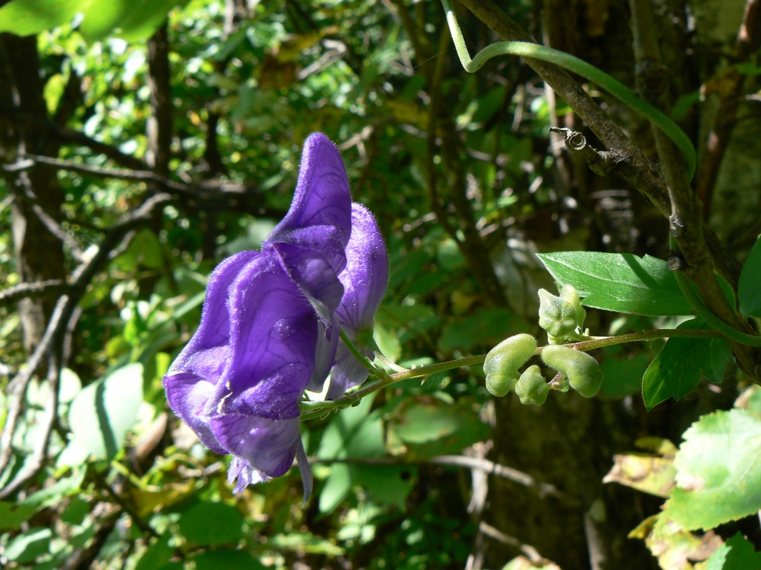 Изображение особи род Aconitum.