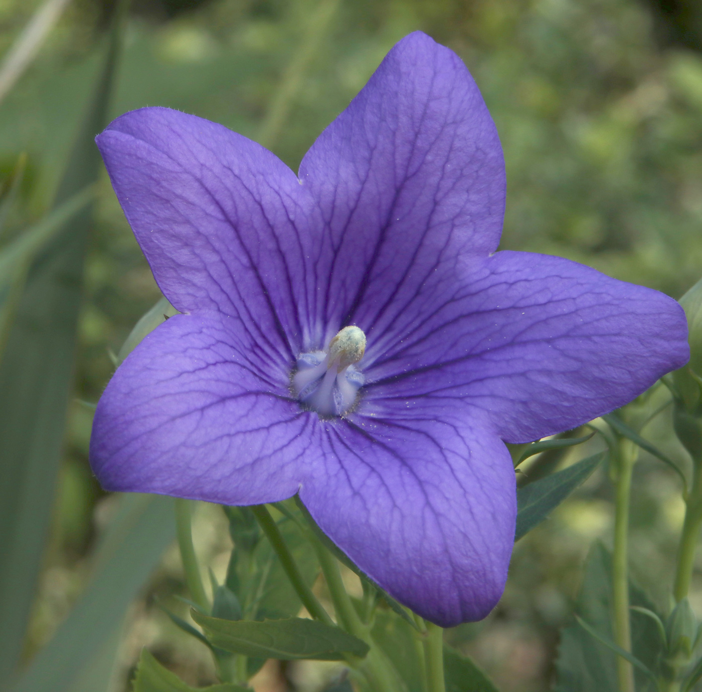 Изображение особи Platycodon grandiflorus.