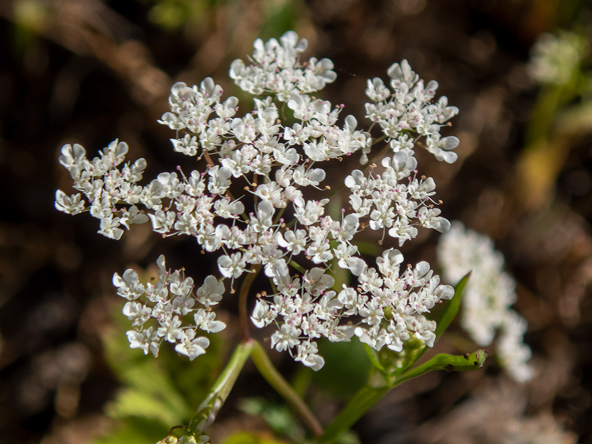 Изображение особи семейство Apiaceae.