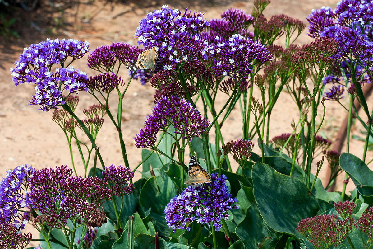 Изображение особи Limonium perezii.