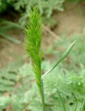 Poa bulbosa subspecies vivipara. Соцветие. Азербайджан, Лерикский р-н, Зуванд, окр. с. Шонаджола. 12.04.2010.