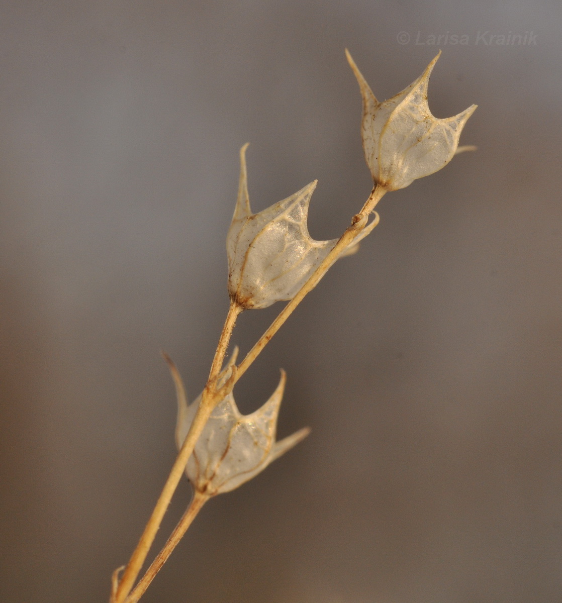 Image of Amethystea caerulea specimen.