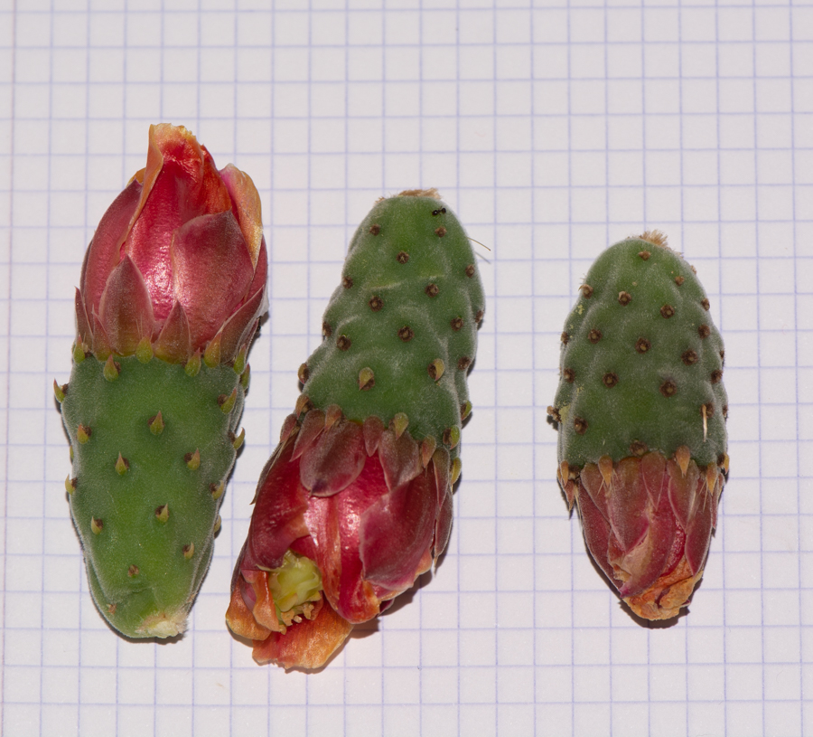 Изображение особи Opuntia tomentosa.