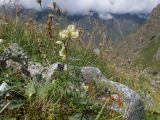 Aconitum confertiflorum. Цветущее растение. Кабардино-Балкария, Черекский р-н, Кабардино-Балкарский высокогорный заповедник, Мижиргийское ущелье, ≈ 2500 м н.у.м., отложенная боковая морена, альпийский луг. 16.08.2021.