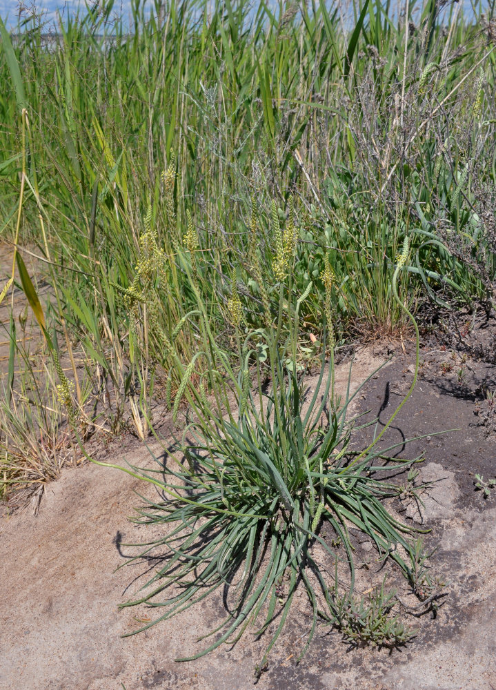 Image of Plantago salsa specimen.